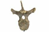 Triceratops Dorsal Vertebrae On Stand - North Dakota #77971-3